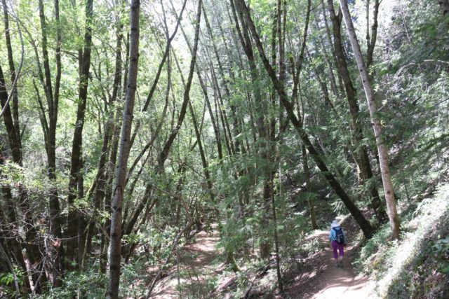 Uvas_Canyon_067_05192016 - The Uvas Canyon Waterfalls hike was really all about the forested surroundings and its tranquility