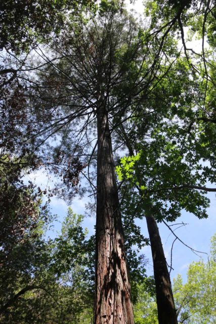 Uvas_Canyon_150_05192016 - Looking up at one of the tall and majestic coastal redwood trees in the Uvas Canyon County Park