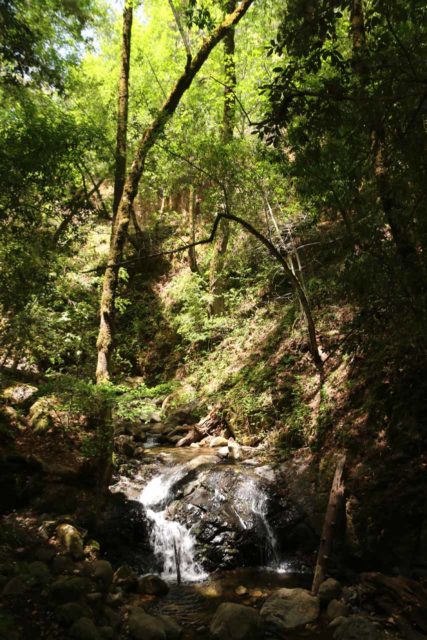 Uvas_Canyon_163_05192016 - Looking towards the context of the Little Falls, which would be the first waterfall we'd encounter upstream from Granuja Falls on the Waterfalls Loop going clockwise