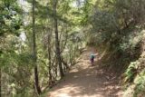 Uvas_Canyon_196_05192016 - Although the initial climb up towards Alec Canyon was only about a half-mile long, it felt a lot longer than that due to how relentlessly uphill it was