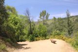 Uvas_Canyon_206_05192016 - Looking back at the bench by the first overlook on the Alec Canyon Trail in pursuit of the Triple Falls