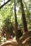 Uvas_Canyon_230_05192016 - Mom being dwarfed by the coastal redwoods along the trail leading to the Triple Falls in Alec Canyon