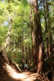 Uvas_Canyon_243_05192016 - Mom passing by more of the familiar coastal redwood trees near Triple Falls