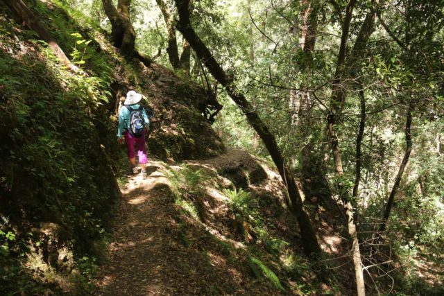 Uvas_Canyon_257_05192016 - Mom following a ledge as the trail curved to our left during our pursuit of the Lower Falls