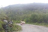 Valursfossen_022_06252019 - Sheep that was busy doing feedings right on the Hjolmo Fjellvegen