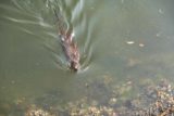 Victoria_BC_425_08032017 - Looking down at a swimming otter seen by the David Foster Walkway