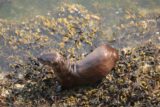 Victoria_BC_429_08032017 - This was the otter or seal that we saw munching on a fish whilst walking on the David Foster Walkway