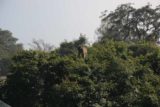 Victoria_Falls_420_05262008 - Baboon near the Livingstone Bridge