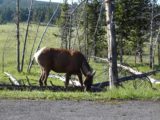 Virginia_Cascade_002_jx_06212004 - An elk grazing besides the one-way road