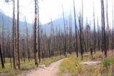 Virginia_and_St_Mary_Falls_030_08062017 - Descending among the extensive charred remains of burnt trees left behind by the Reynolds Creek Fire in 2015 en route to the St Mary Falls