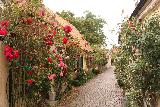 Visby_200_07302019 - Looking back at the rose-lined Fiskargrand alleyway in Old Visby