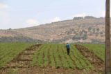 Volubilis_003_05202015 - A worker manually spraying pesticides on the crops