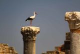 Volubilis_053_05202015 - Looking up at some birds who have built nests atop pillars in Volubilis