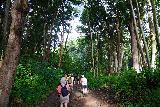 Wailua_River_kayak_052_11202021 - Still more gentle hiking on the trail to Secret Falls