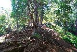 Waimano_Falls_112_11232021 - Back on the Manana Ridge Trail after summiting Cardiac Hill from Waimano Falls