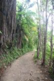 Wainui_Falls_010_01012010 - On the Wainui Falls bush walk