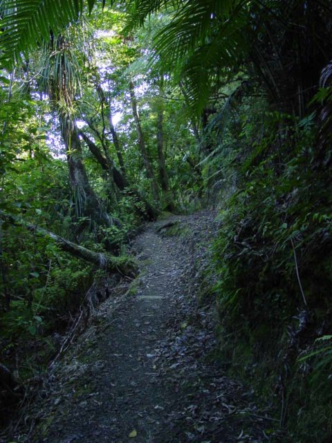 Waiotemarama_Falls_007_11072004 - The Waiotemarama Bush Track, which we took to the waterfalls