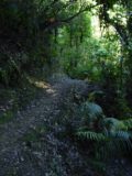 Waiotemarama_Falls_008_11072004 - More on the trail to Waiotemarama Falls