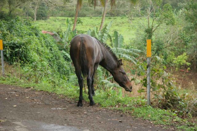 Waipio_061_03112007 - A horse grazing in Waipi'o Valley