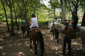 Waipio_stables_001_02232008