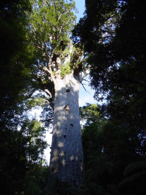 Waipoua_Forest_011_11072004 - Our visit to Waiotemarama Falls eventually led us to the Waipoua Forest, where we got close to giant kauri trees like Tane Mahuta shown here