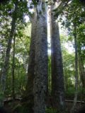Waipoua_Forest_013_11072004 - The Four Sisters Kauri Trees
