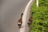 Walcher_Waterfall_224_07132018 - This pair of duck happened to be sharing the road with me while I was seeking out a better view of the Walcher Waterfall. Fortunately, the traffic was light when I did this as I was concerned they'd get run over