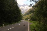 Walcher_Waterfall_226_07132018 - Continuing along the Grossglockner Road as I was seeking to improve the views towards the Walcher Waterfall. The pair of duck stubbornly walked on the road oblivious to the roadkill danger they were making themselves out to be