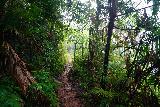 Wallaman_Falls_084_06302022 - Still more ferns and ancient rainforest surrounding the Djyinda Walk to the base of Wallaman Falls as seen in early July 2022