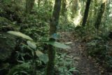 Wallaman_Falls_154_05152008 - Going back up through the rainforest