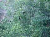 Wangi_Falls_010_jx_06042006 - Closer look at the bats hanging from trees by Wangi Falls