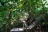 Wangi_Falls_051_06112022 - Going up steps towards the treetop deck on the Wangi Loop during our June 2022 visit