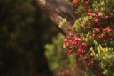 Waratah_Falls_17_066_12012017 - As I was hiking back up from Waratah Falls during my December 2017 visit, I noticed some berries growing alongside the track