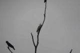 Waterfall_Gully_17_073_11102017 - I spotted these interesting birds in the clearing at Chinaman's Hut Ruin on our November 2017 visit, and they had this very loud and distinctive bird call