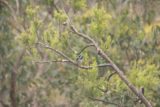 Waterfall_Gully_17_078_11102017 - Looking towards a colourful bird seen along the track as we were returning from the Chinaman's Hut area in the Waterfall Gully in November 2017