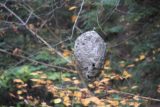 Watkins_Glen_224_10152013 - An interesting nest seen from the One-mile Bridge