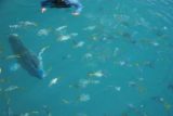 Whitsunday_144_05132008 - More big and little fish at Mantaray Bay