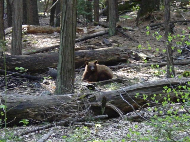 We spotted this bear near the mouth of Yosemite Valley, but we had to be real careful about giving it plenty of space or else risk an attack