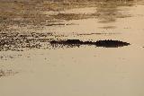Yellow_Water_telephoto_083_06132022 - Distant silhouette of a saltwater crocodile mostly submerged in the South Alligator River during our Yellow Water Cruise