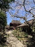 Yoshinoyama_008_iPhone_04102023 - Another portrait view beneath a mostly bare cherry blossom tree at the Yoshino Mikumari Jinja Shrine