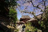 Yoshinoyama_127_04092023 - Looking back underneath the mostly bare cherry blossom at the Yoshino Mikumari Jinja Shrine