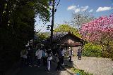 Yoshinoyama_188_04092023 - Lots of people checking out the blossoming tree by someone's driveway or car park in Yoshino