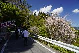 Yoshinoyama_197_04092023 - Walking by the pair of attractive cherry blossoms as we were beneath Yoshino Town again and close to the car park