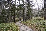 Yudaki_047_04132023 - Still continuing along the partially open forested path on a boardwalk en route to Kotaki