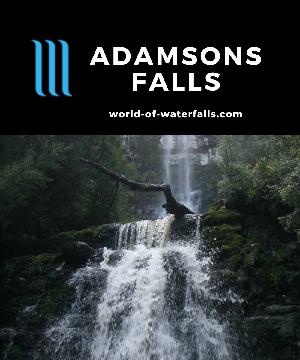 Adamsons Falls is a remote hard-to-see waterfall requiring a lot of muddy bush walking in an area almost reclaimed by Mother Nature near the Hastings Caves.