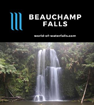 Beauchamp Falls is a 20-25m plunge waterfall reachable by an hour-long out-and-back bush track in the dense Otways Rainforest near the town of Beech Forest.