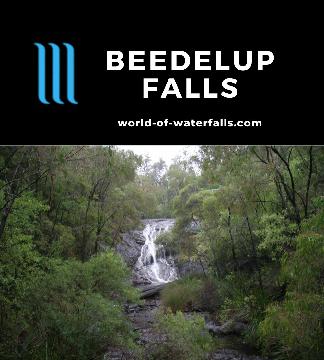 Beedelup Falls is a 10m waterfall accessed on a short 300m loop walk that included a suspension bridge and tall karri trees near the town of Pemberton, WA.