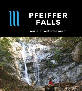 Pfeiffer Falls is a small multi-strand 60ft waterfall within Pfeiffer Big Sur State Park. We reached it on a forest hike with a spur trail to a valley view.
