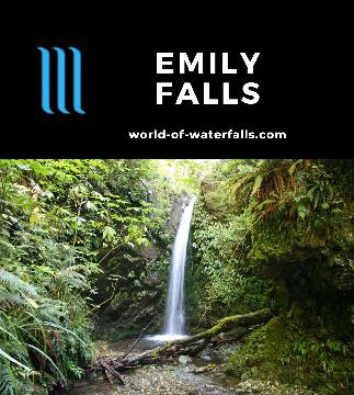Emily Falls is a 5-10m waterfall in the Peel Forest near Geraldine, which we experienced on a 90 minutes return bush walk with a 90-minute option to Rata Falls.