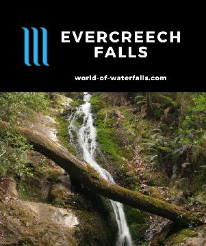 Evercreech Falls is a 5-7m waterfall accessed on a short 1.4km loop walk with a spur track leading to the White Knights (the world's tallest white gum trees).